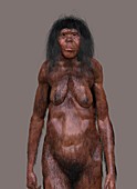Homo erectus female, illustration