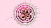 Four-cell embryo, illustration