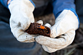 Red palm weevil research