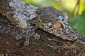 Smooth-backed gliding gecko