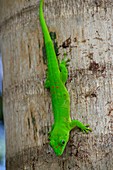 Green gecko
