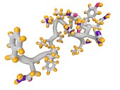 Ghrelin hunger hormone, molecular model