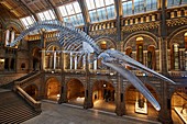 Blue whale 'Hope' in Natural History Museum's Hintze Hall