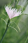 Carnation (Dianthus 'Rainbow Loveliness')