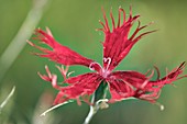 Carnation (Dianthus 'Rainbow Loveliness')