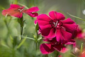 Indian Pink (Dianthus chinensis)