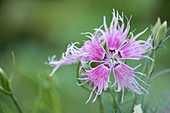 Carnation (Dianthus 'Rainbow Loveliness')