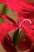 Carnation (Dianthus 'Rainbow Loveliness')