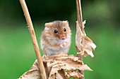 Harvest mouse on a plant stem, UK