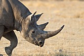 Black rhino head