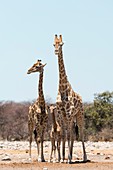 Giraffes