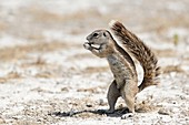 African ground squirrel