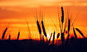 cereal crop silhouetted at sunset