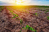 Young corn plants in field