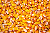 Corn seed