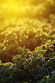 Cultivated soy field