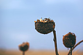 Dry sunflower crop during drought