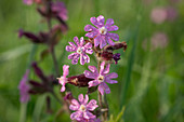 Red campion (Silene dioica) flowers