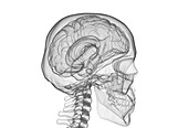 Human brain and skull, illustration