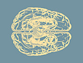 Human brain, illustration