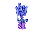 ATP synthase enzyme complex, illustration
