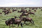 Blue wildebeest migration