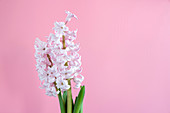 Hyacinth (Hyacinthus orientalis) flowers