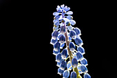 Grape hyacinth (Muscari sp.) flowers