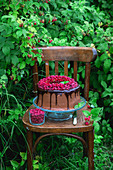 Schokoladenkuchen mit frischen Himbeeren auf einem Stuhl im Garten
