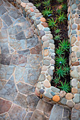 Agaves in a bed with stone edging