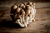 Frische Shimeji-Pilze auf Holzuntergrund