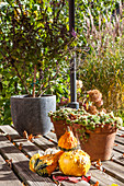 Autumnal still-life arrangement with ornamental gourds