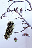 Wintry Christmas arrangement made from glittery pine cone and acorns hung from branch