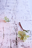 Wintry arrangement of flowers on white wooden surface