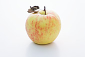 A Jonagold apple