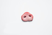 Pig nose