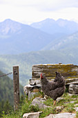 Ein Huhn auf der Alm