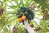 Papayas on the tree