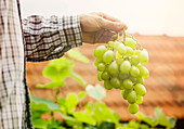 Farmers hands with freshly harvested white grapes