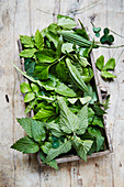 Various fresh wild herbs on a wooden tray