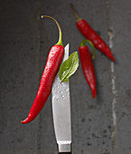 Red hot peppers and basil on a knife tip with water droplets
