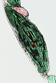Chloroplast 30000x - Chloroplast