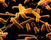 Salmonella enteritidis bacteria