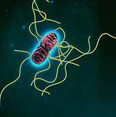 Salmonella typh 18000x - Salmonella