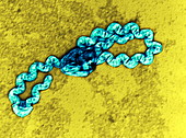 Leptospira 18800x - Leptospira 18800-1 2