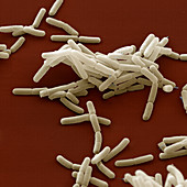 Bacillus subtilis, SEM
