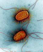 E. coli bacteria, TEM