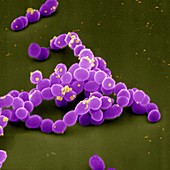 Enterococcus faecalis bacteria