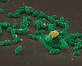 Streptococcus mutans 8800x - Streptococcus mutans