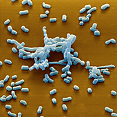 Streptomyces hydr 6500x - 